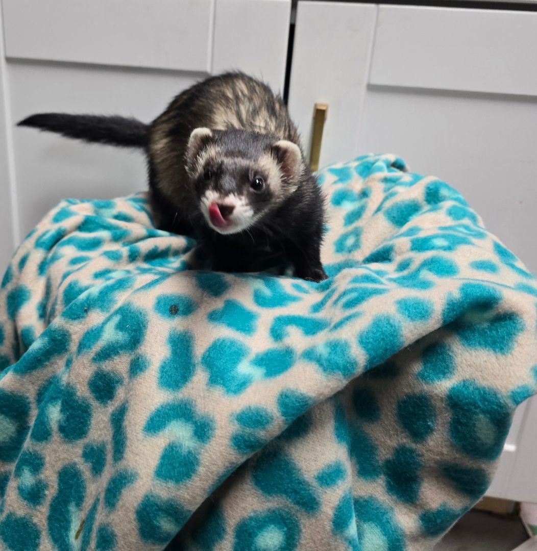 Ferret for adoption Tippy, a Ferret in Randolph, NJ Petfinder