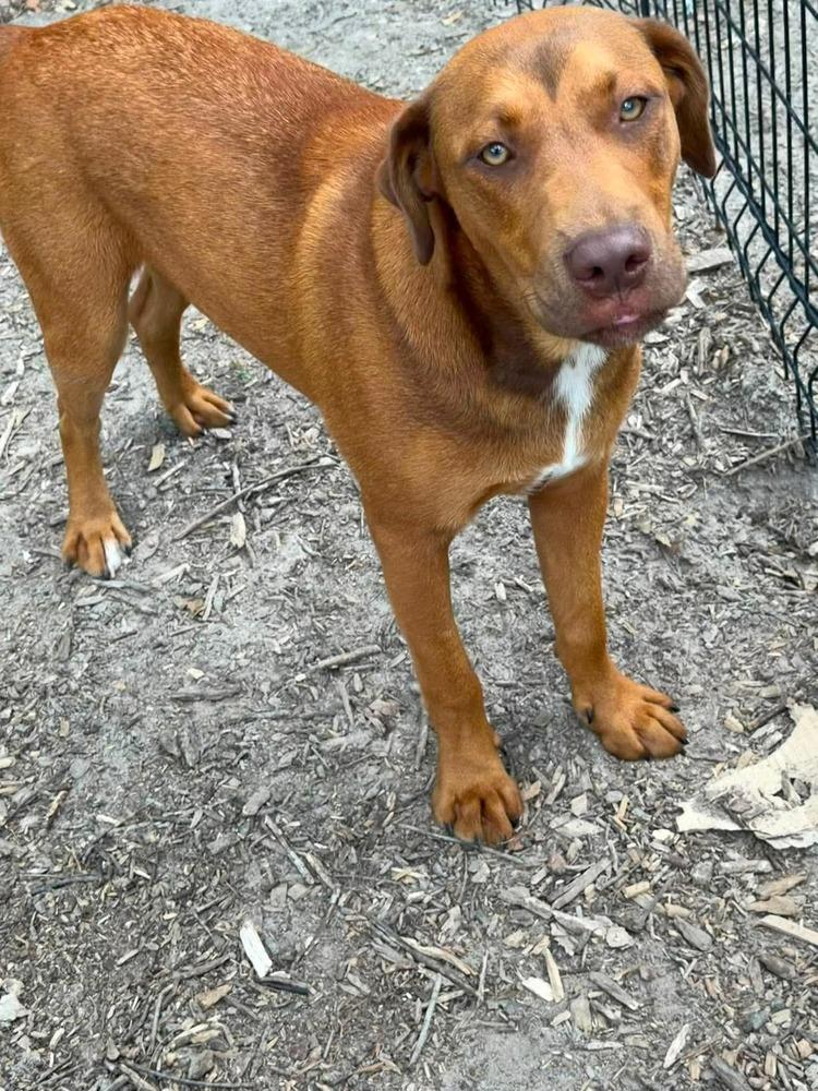 Udon (Noodle Pups), a Adoptable mixed breed in Rothesay , NB image 1/6