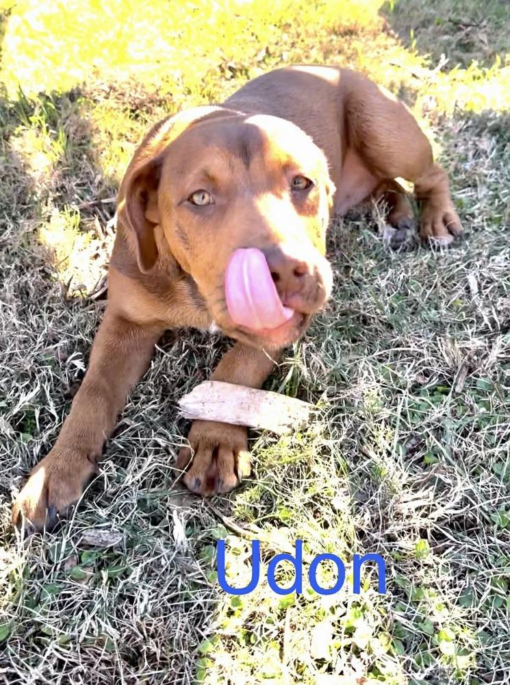Udon (Noodle Pups), Adoptable, Puppy Male Shepherd & Labrador Retriever.