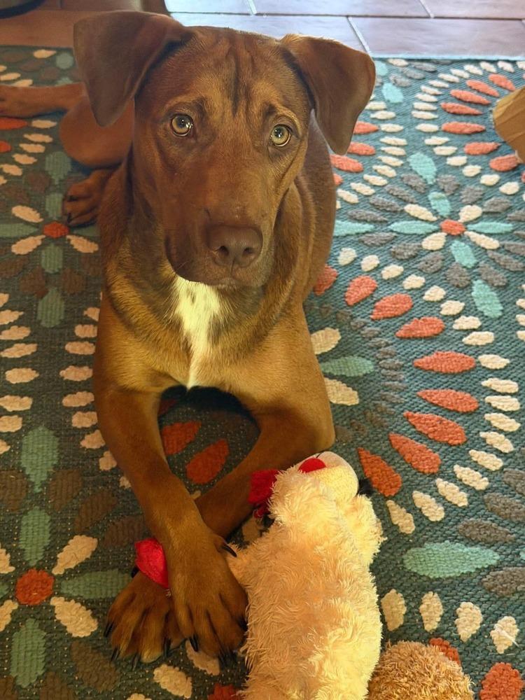Enlarge Udon (Noodle Pups), a Adoptable mixed breed in Rothesay , NB image 5/6