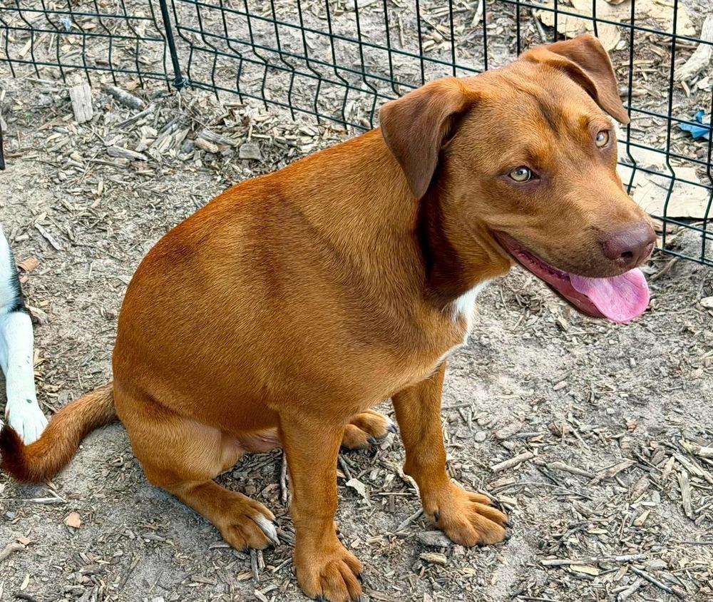 Udon (Noodle Pups), a Adoptable mixed breed in Rothesay , NB image 6/6