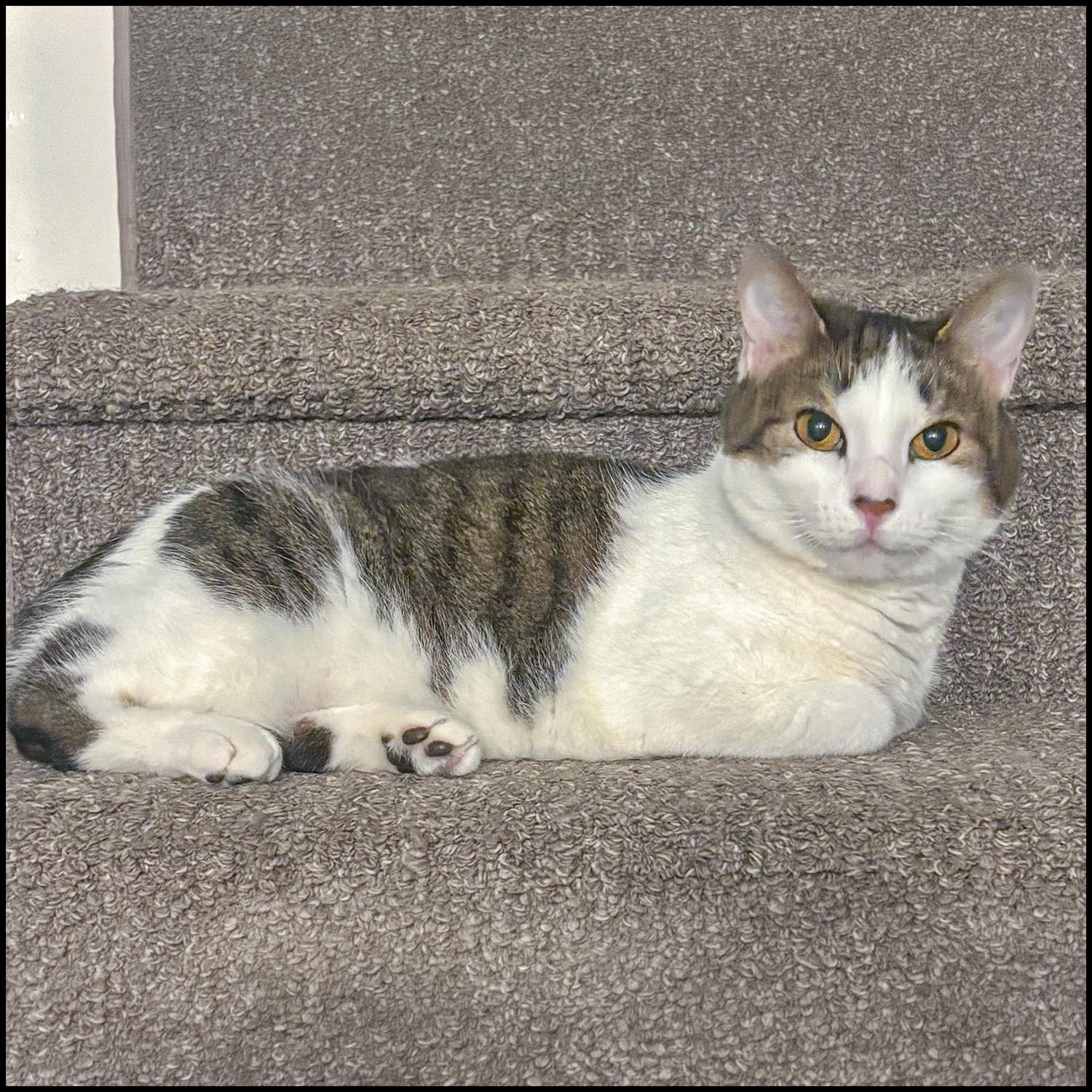 Chanel, ADOPTABLE, Adult Female Domestic Short Hair & Manx.