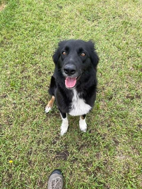 Enlarge Paisley, a ADOPTABLE mixed breed in wetaskiwin, AB image 1/1