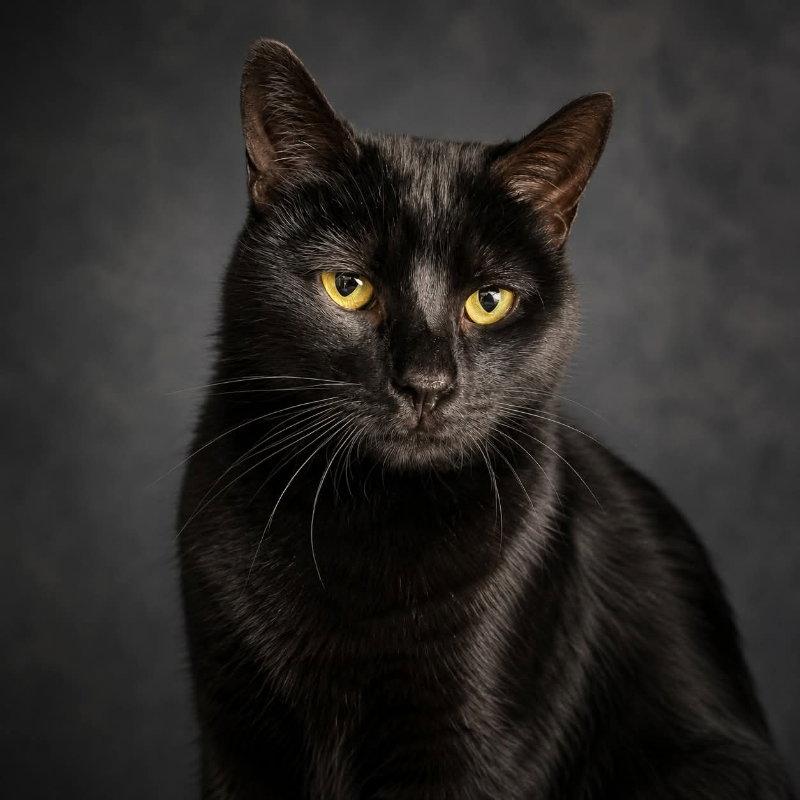 Charm, Adoptable, Adult Female Domestic Short Hair.