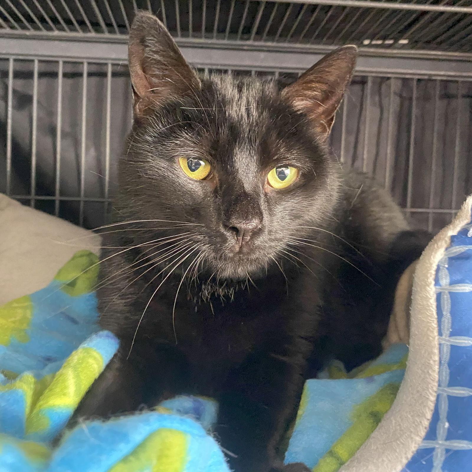 Charm, Adoptable, Adult Female Domestic Short Hair.