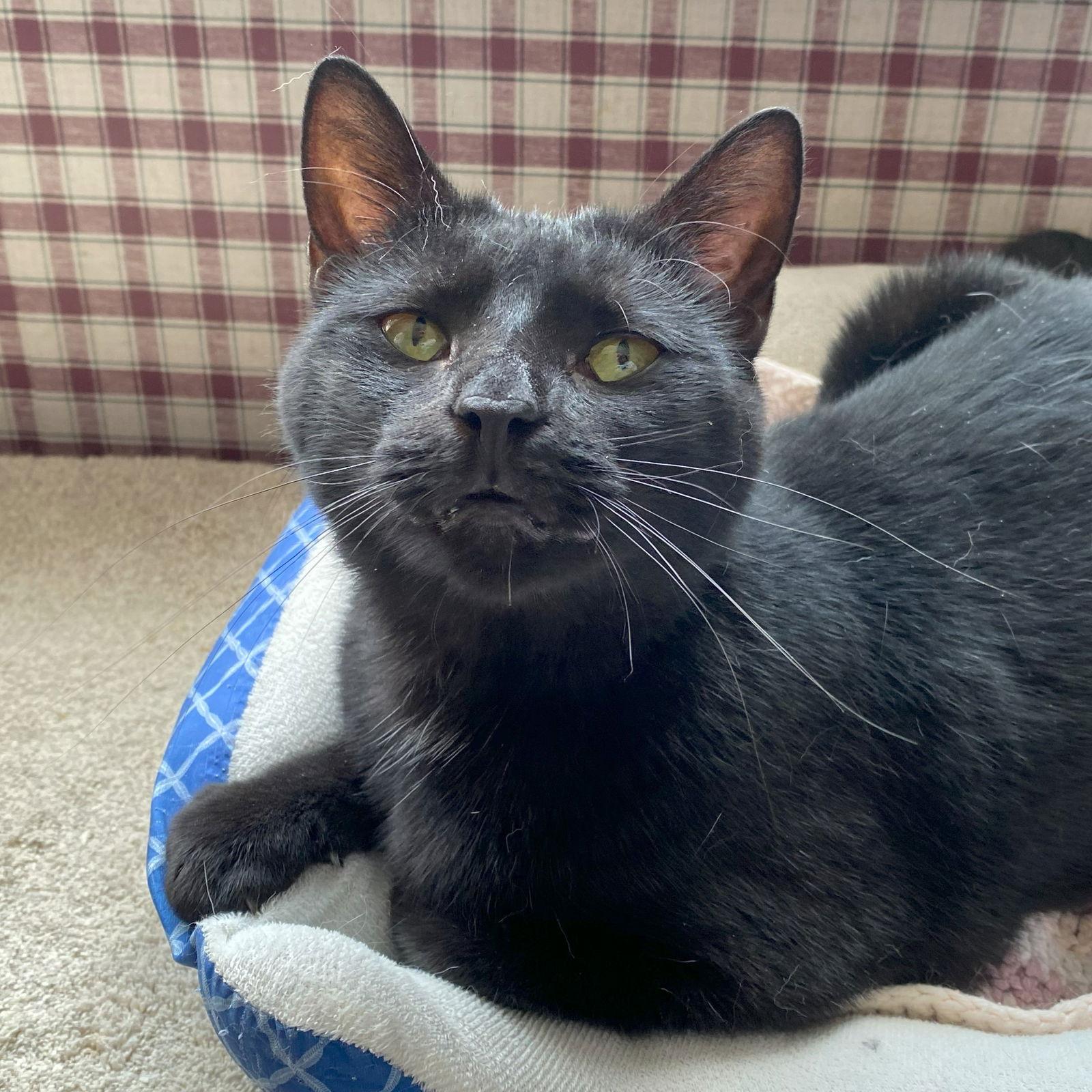 Enlarge Charm, a Adoptable Domestic Short Hair in Gettysburg, PA image 2/2