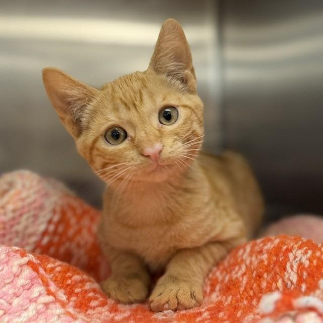 Nico, Adoptable, Kitten Male Domestic Short Hair & Domestic Short Hair.