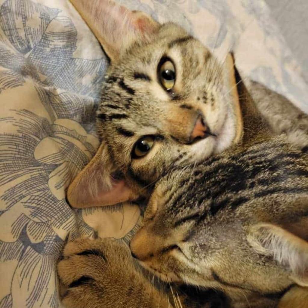 Arthur, Adoptable, Adult Male Domestic Short Hair.