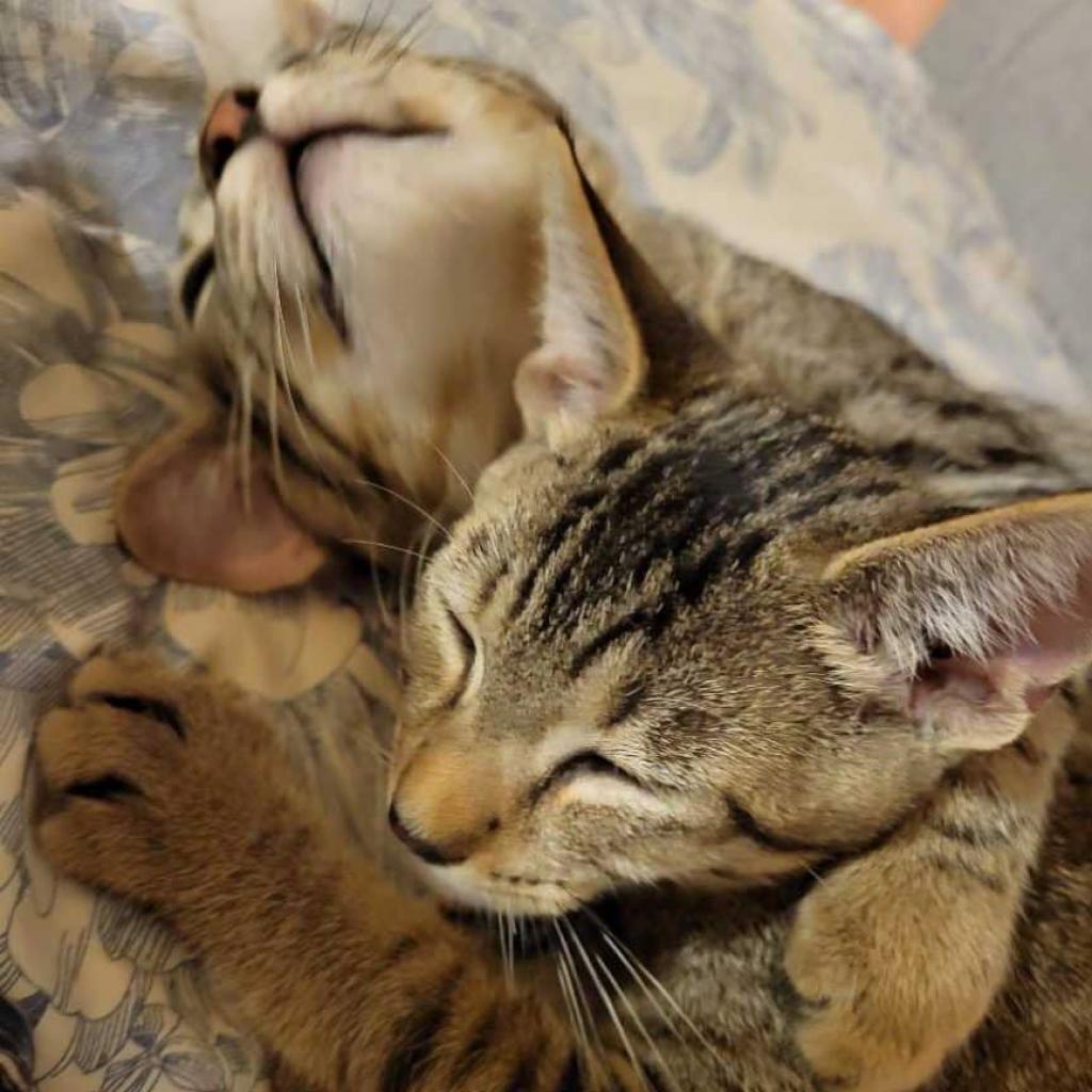 Enlarge Arthur, a Adoptable Domestic Short Hair in Tampa, FL image 2/6