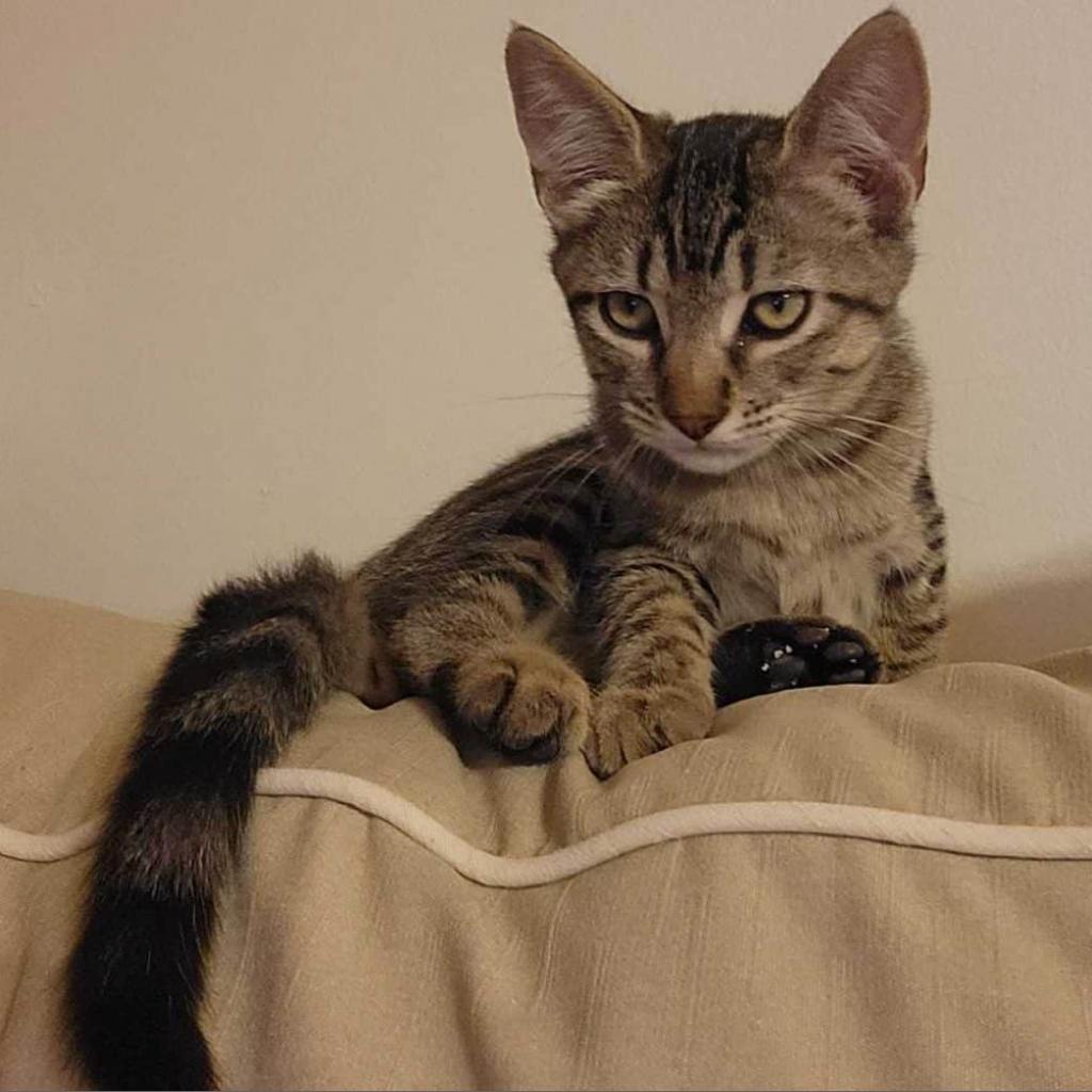 Enlarge Arthur, a Adoptable Domestic Short Hair in Tampa, FL image 5/6