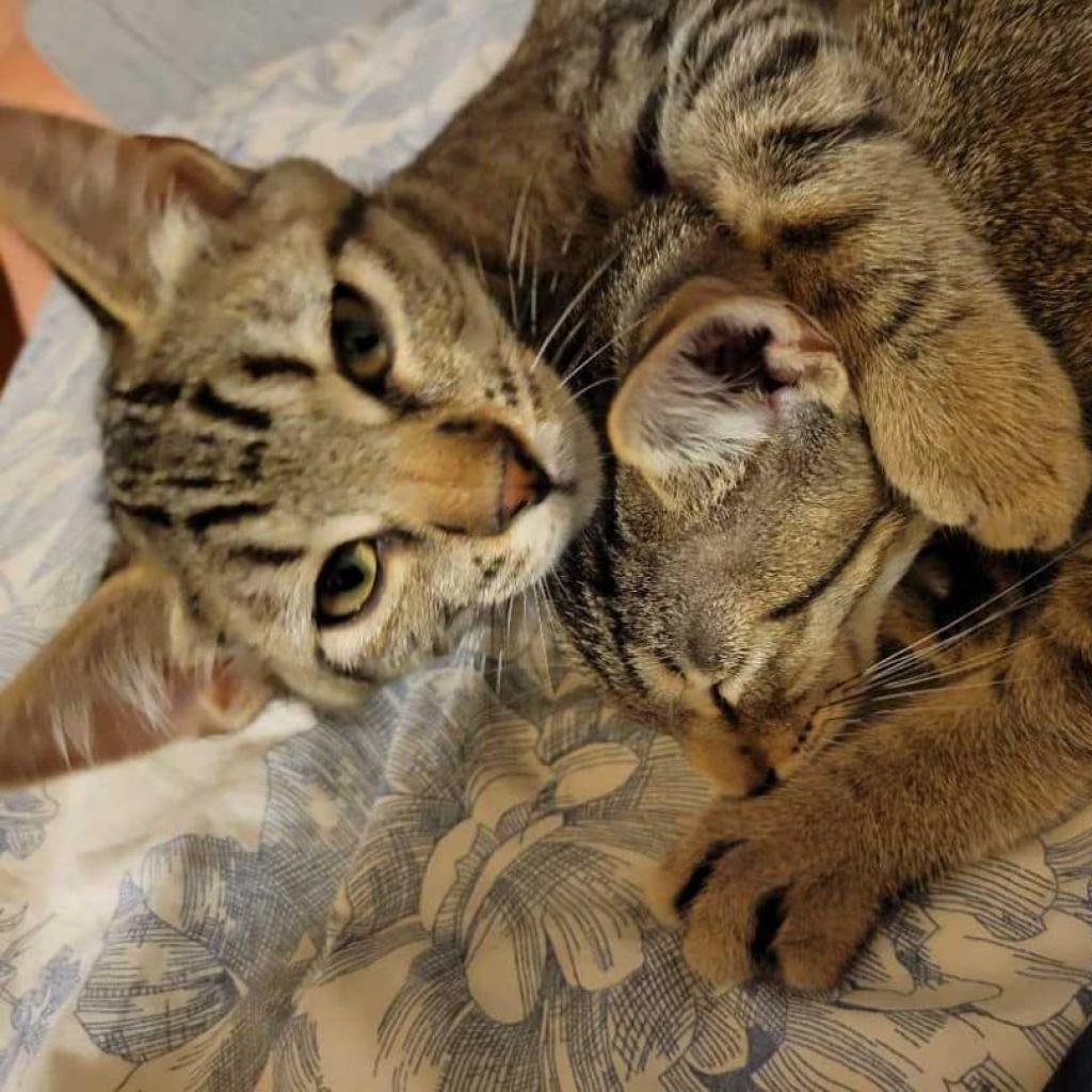 Enlarge Arthur, a Adoptable Domestic Short Hair in Tampa, FL image 6/6