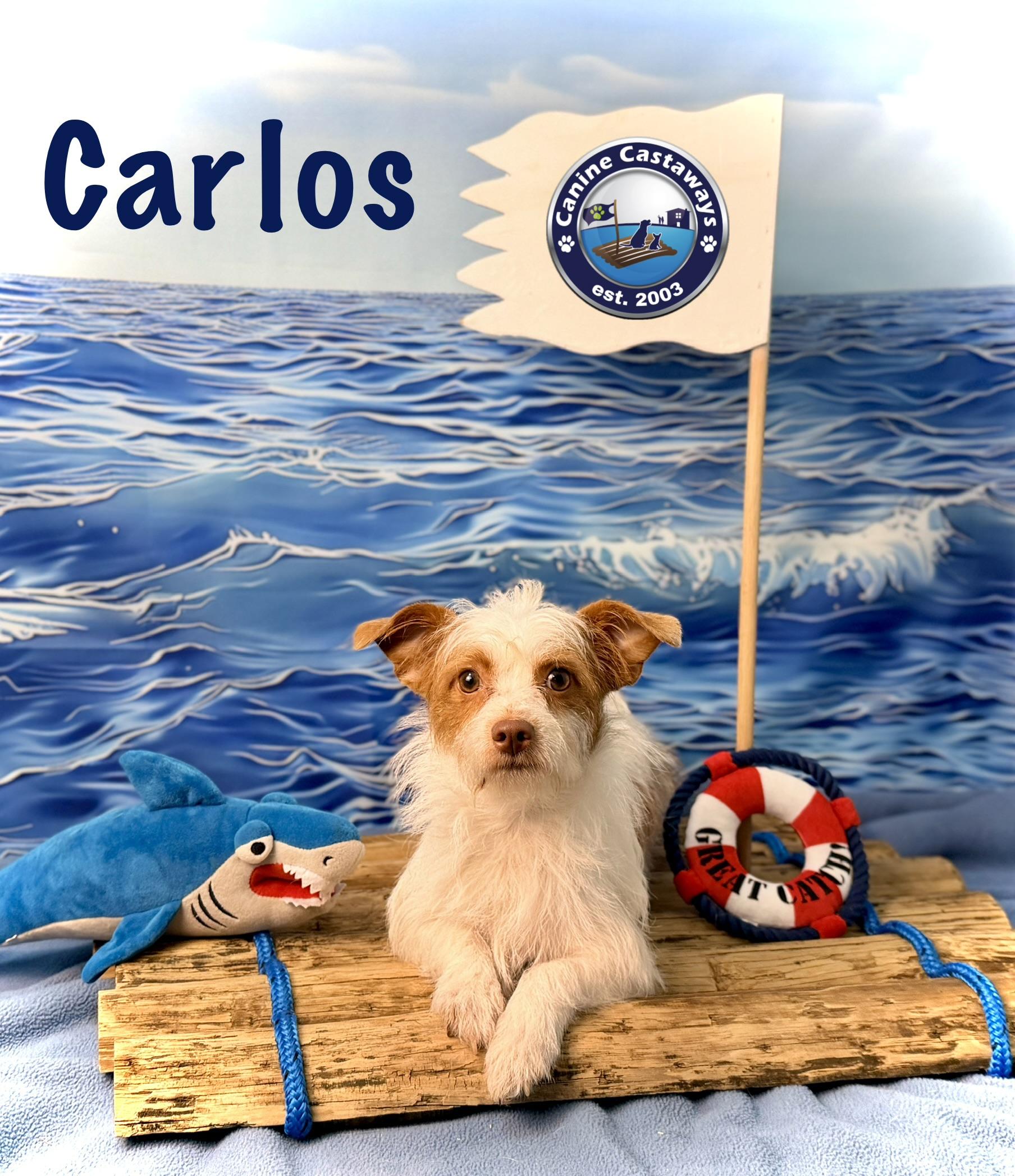 Enlarge Carlos, a Adoptable mixed breed in Arcadia, FL image 2/5