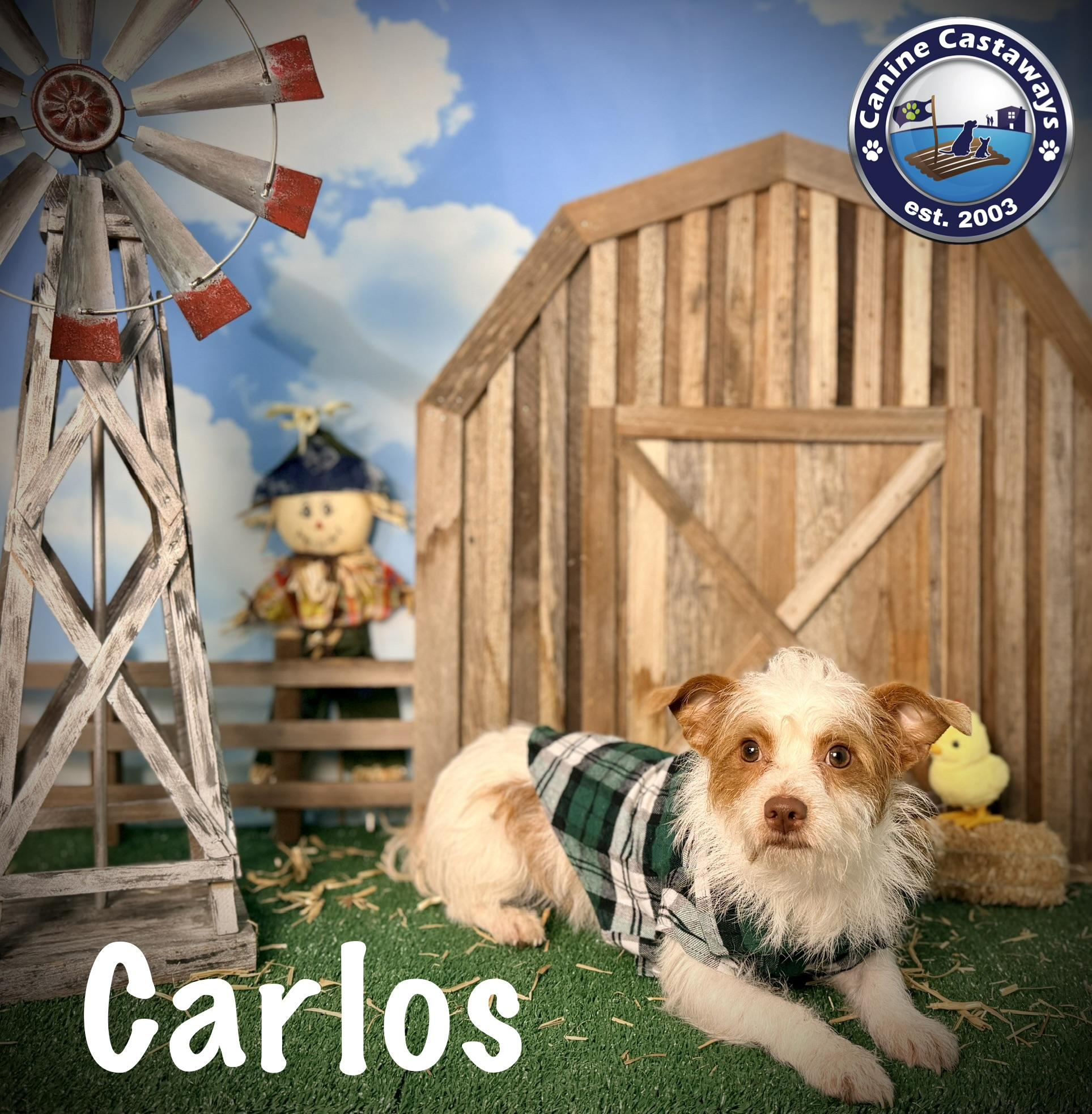 Enlarge Carlos, a Adoptable mixed breed in Arcadia, FL image 3/5