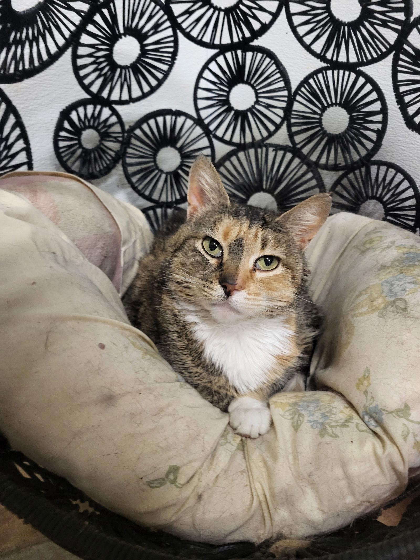 Pepper, Adoptable, Young Female Calico & Domestic Short Hair.