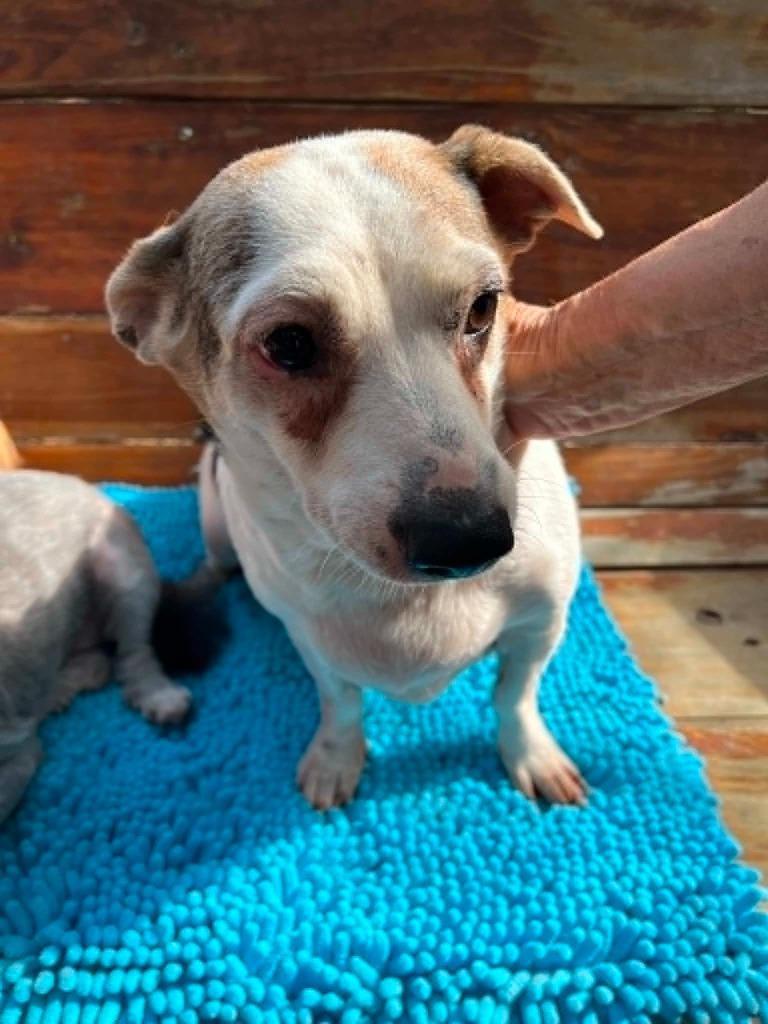 Enlarge Panda - NY, a Adoptable mixed breed in Albany, NY image 2/6