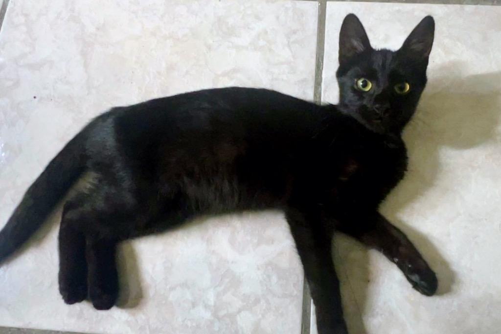 Enlarge Otis Malone, a Adopted mixed breed in Manhattan Beach, CA image 1/1