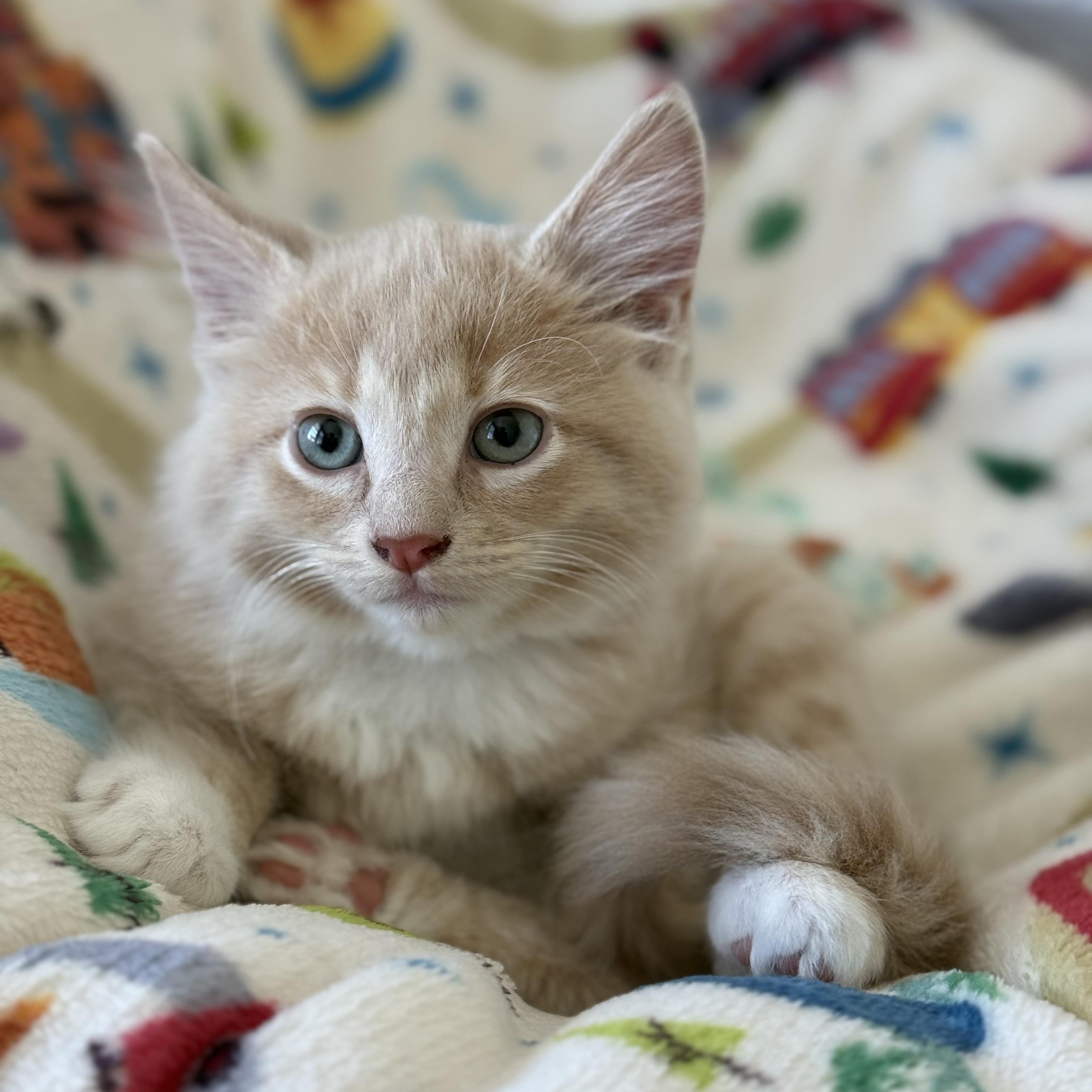 Cinder, an adopted mixed breed in Wilton, CA image 2/6