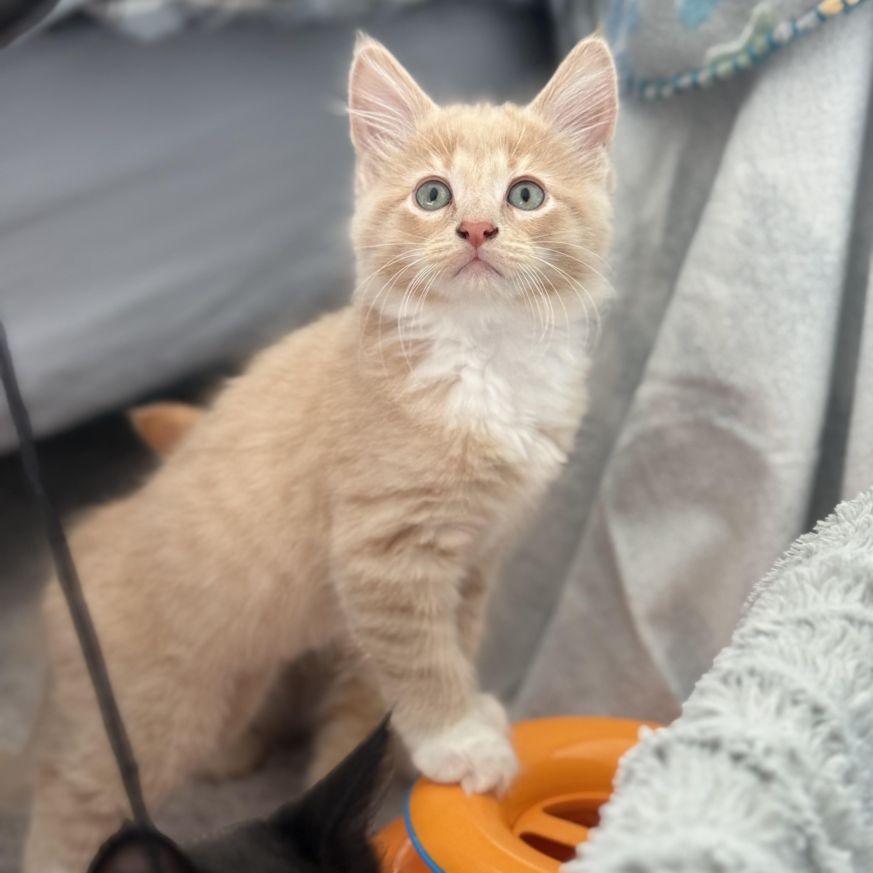 Cinder, adopted, Kitten Male Domestic Long Hair.
