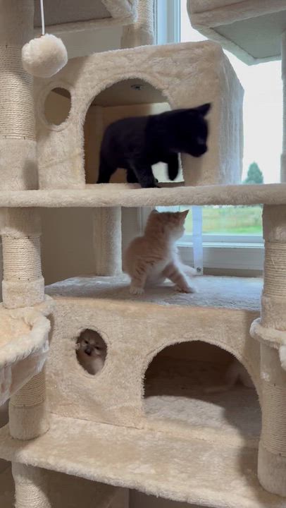 Enlarge Cinder, an adopted mixed breed in Wilton, CA video 6/6