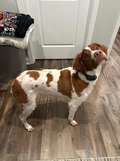Enlarge Jack - 20042567-AL, a Adoptable Brittany Spaniel in Atlanta, GA image 1/4
