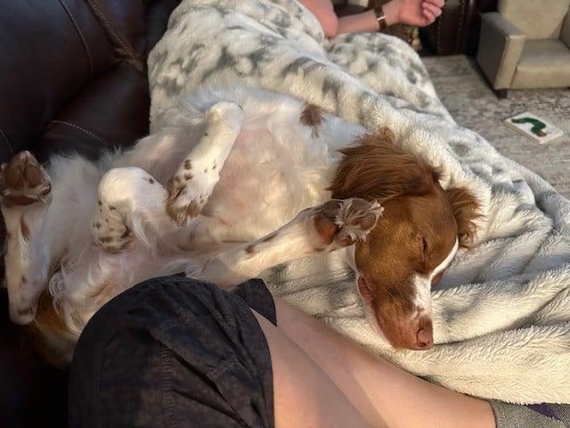 Enlarge Jack - 20042567-AL, a Adoptable Brittany Spaniel in Atlanta, GA image 2/4