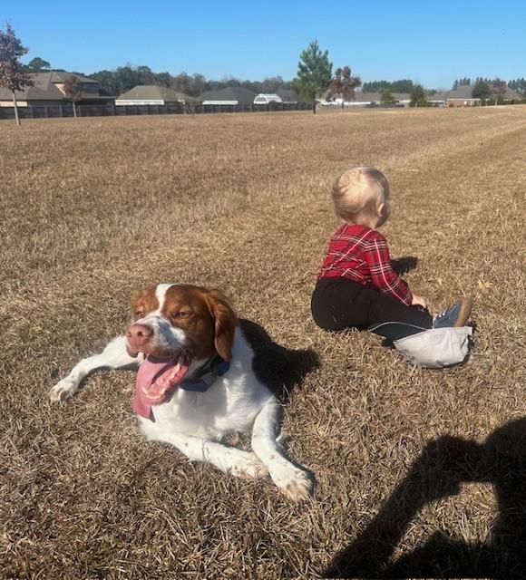 Jack - 20042567-AL, Adoptable, Adult Male Brittany Spaniel.