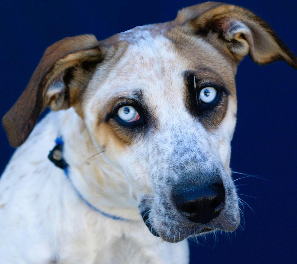 Pumpkin, Adoptable, Adult Female Catahoula Leopard Dog & Australian Cattle Dog / Blue Heeler.