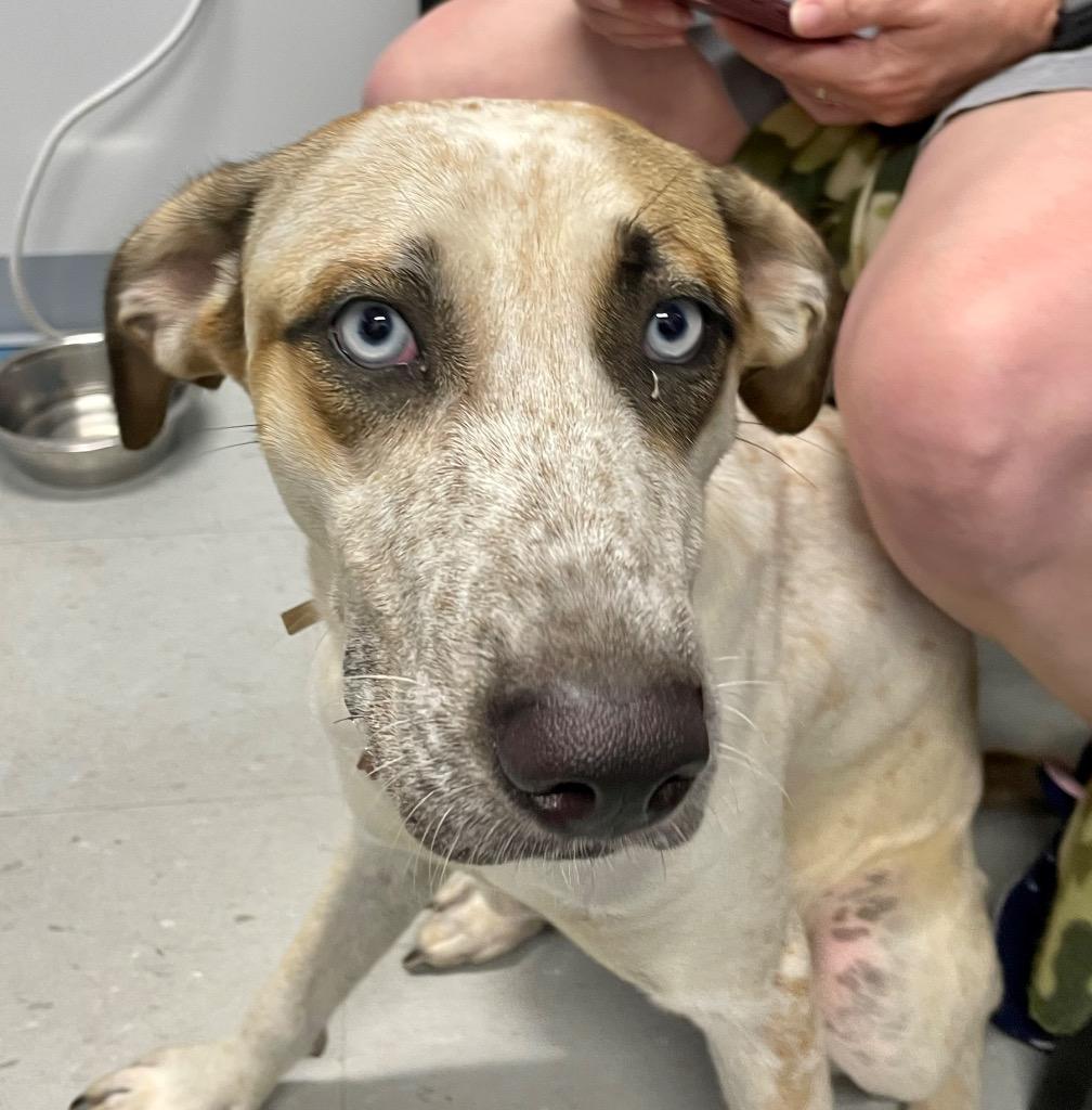 Pumpkin, a Adoptable mixed breed in Denham Springs, LA image 2/2