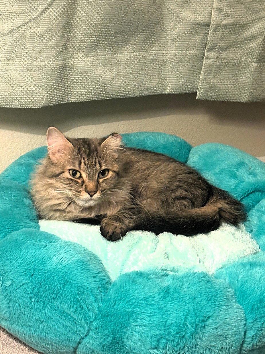 Enlarge Toastie, a Adoptable Domestic Long Hair in Reston, VA image 1/3