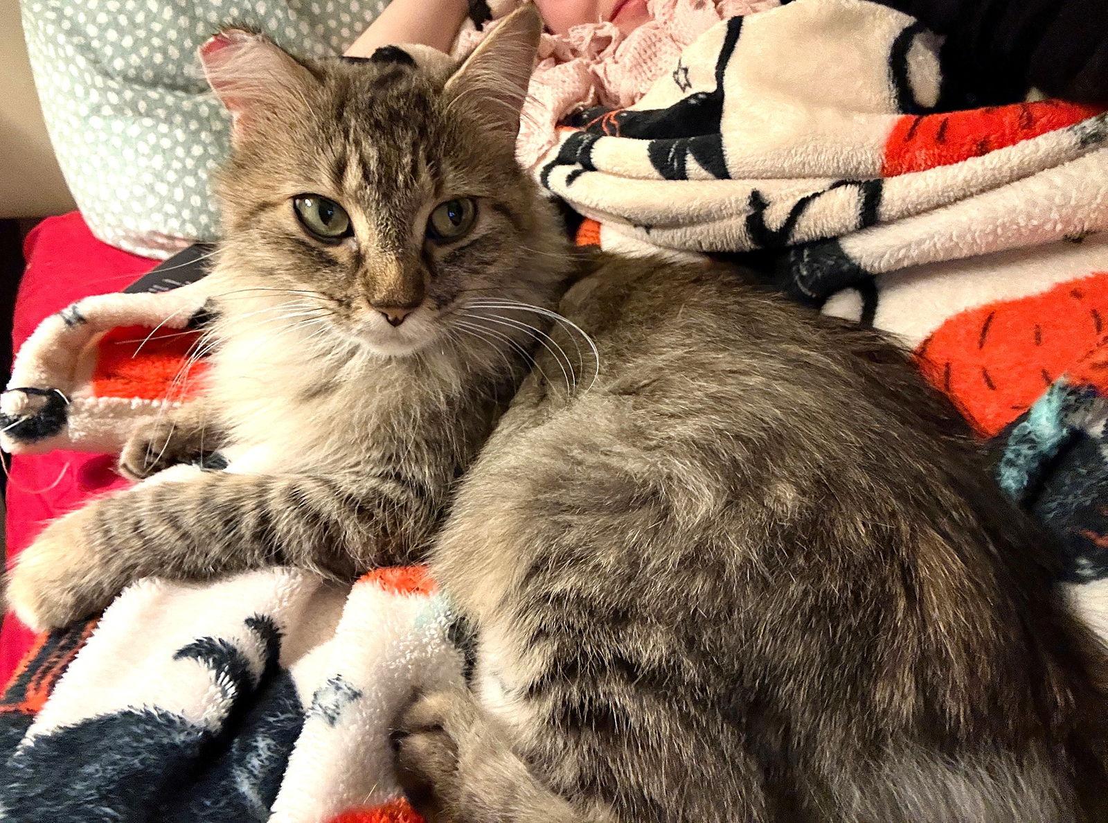 Enlarge Toastie, a Adoptable Domestic Long Hair in Reston, VA image 2/3