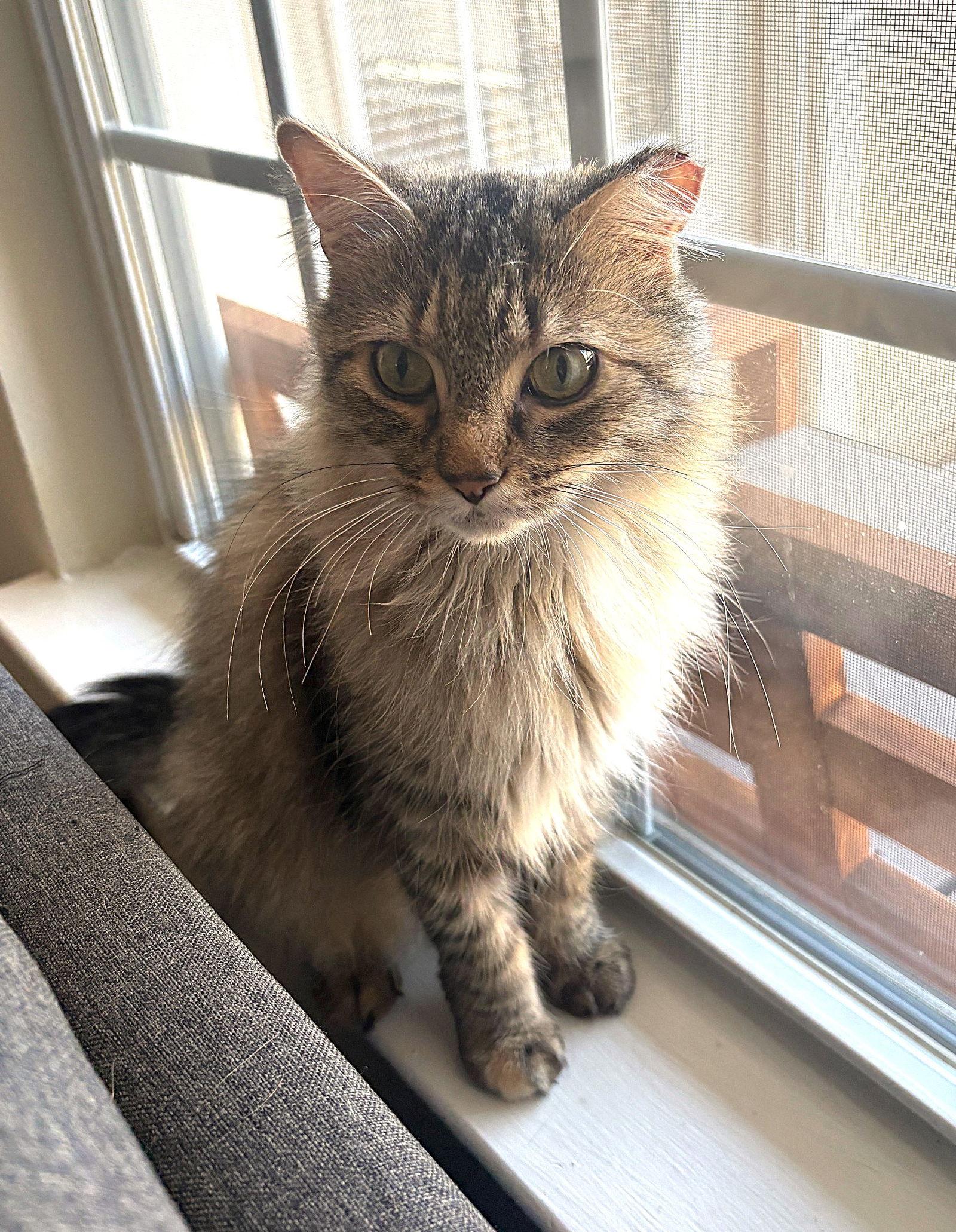 Enlarge Toastie, a Adoptable Domestic Long Hair in Reston, VA image 3/3