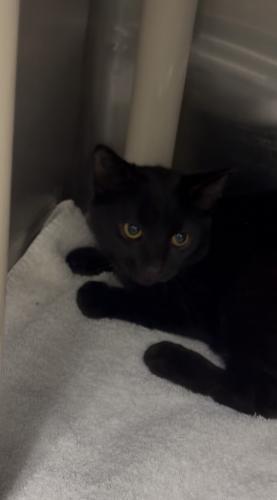 Enlarge Croissant and Bagel, a Adoptable Domestic Short Hair in Webster, MA image 1/3