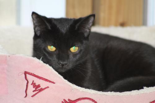 Enlarge Croissant and Bagel, a Adoptable Domestic Short Hair in Webster, MA image 2/3