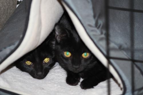 Enlarge Croissant and Bagel, a Adoptable Domestic Short Hair in Webster, MA image 3/3