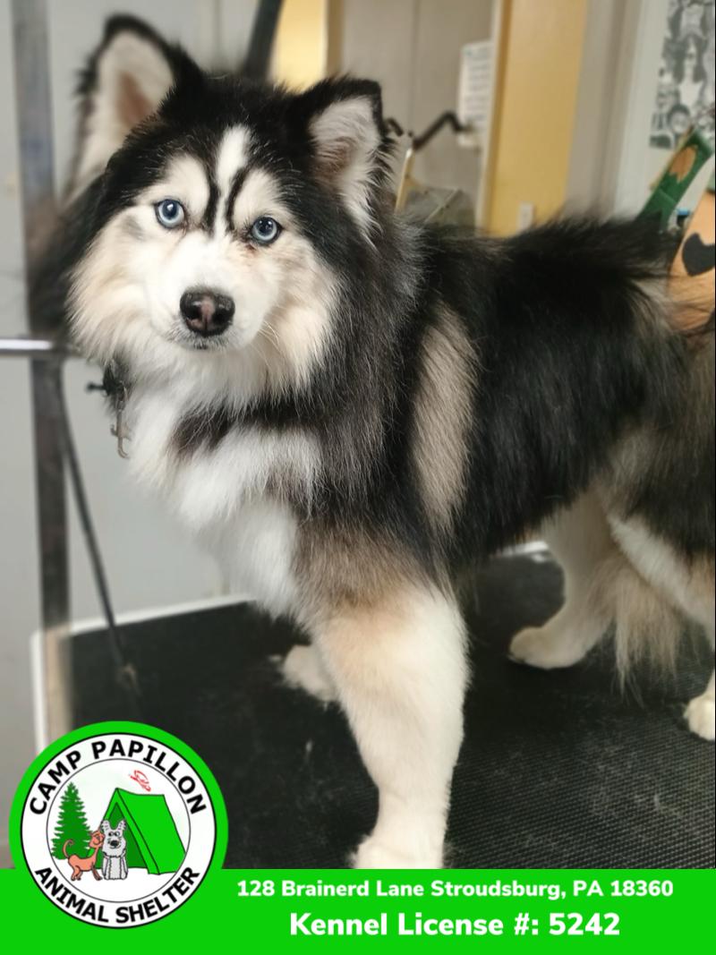 Tubbins, Adoptable, Adult Male Pomeranian & Husky.