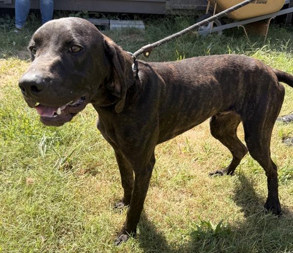Sokka, Adoptable, Adult Male Hound.