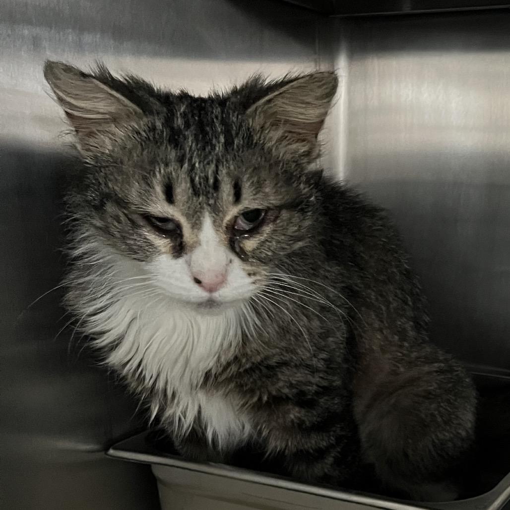 Iris, a Adoptable Domestic Medium Hair in Canton, IL image 1/5