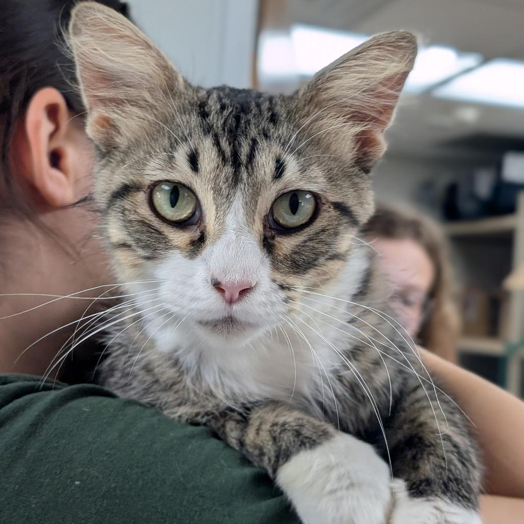 Iris, a Adoptable Domestic Medium Hair in Canton, IL image 2/5