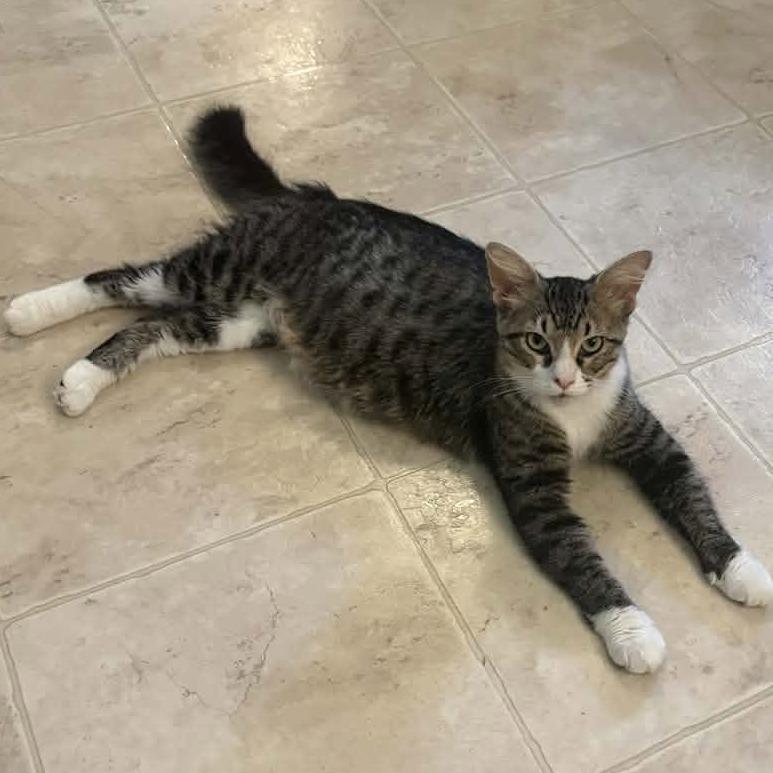 Iris, a Adoptable Domestic Medium Hair in Canton, IL image 3/5