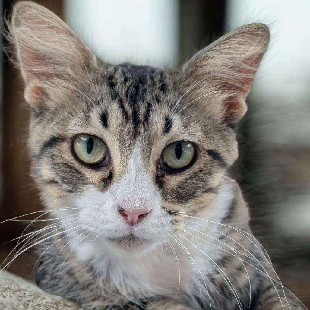 Iris, a Adoptable Domestic Medium Hair in Canton, IL image 4/5
