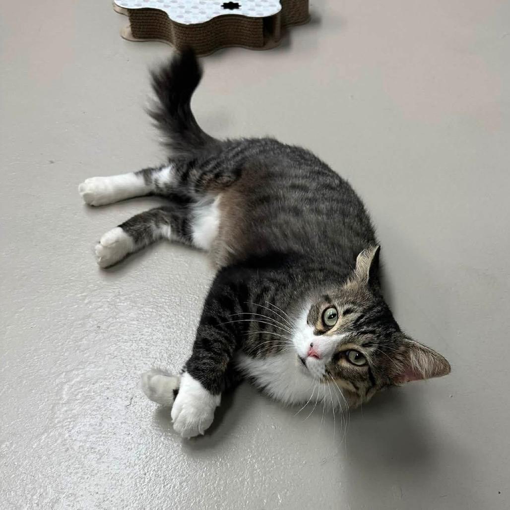 Iris, a Adoptable Domestic Medium Hair in Canton, IL image 5/5
