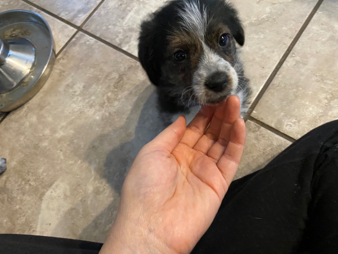 Twixie - Scruffy Fun Loving Mini Aussie/Pointer Mix, Adopted, Puppy Female Border Collie & Australian Shepherd.