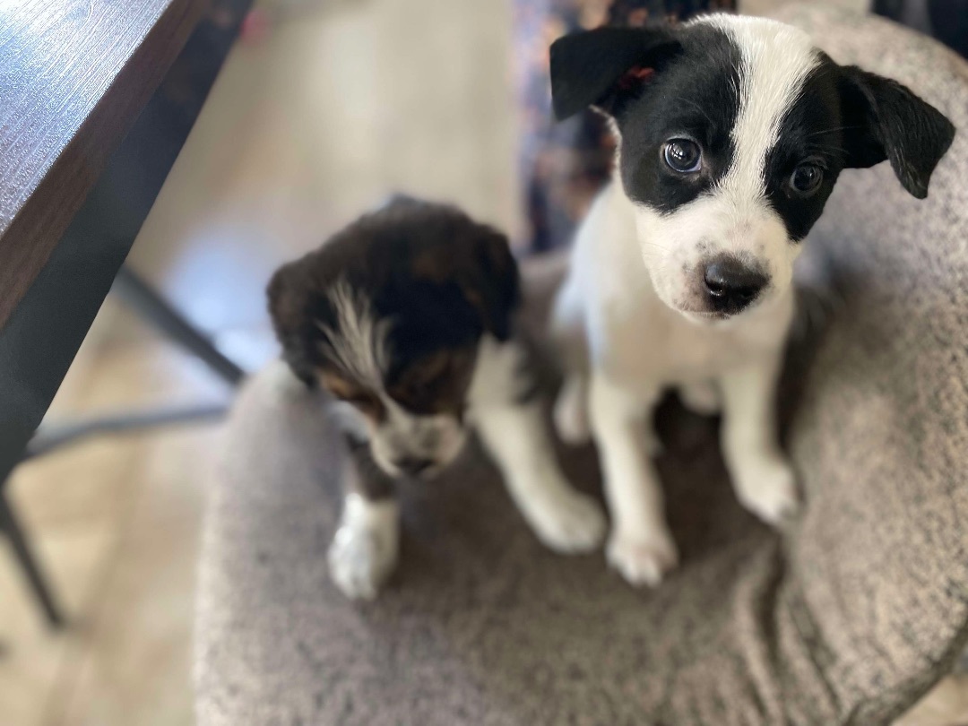 Enlarge Twixie - Scruffy Fun Loving Mini Aussie/Pointer Mix, a Adopted mixed breed in Oro Valley, AZ image 2/10