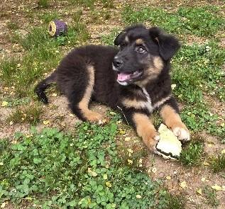 Enlarge Wookie, a Adoptable mixed breed in West Greenwich, RI image 3/5