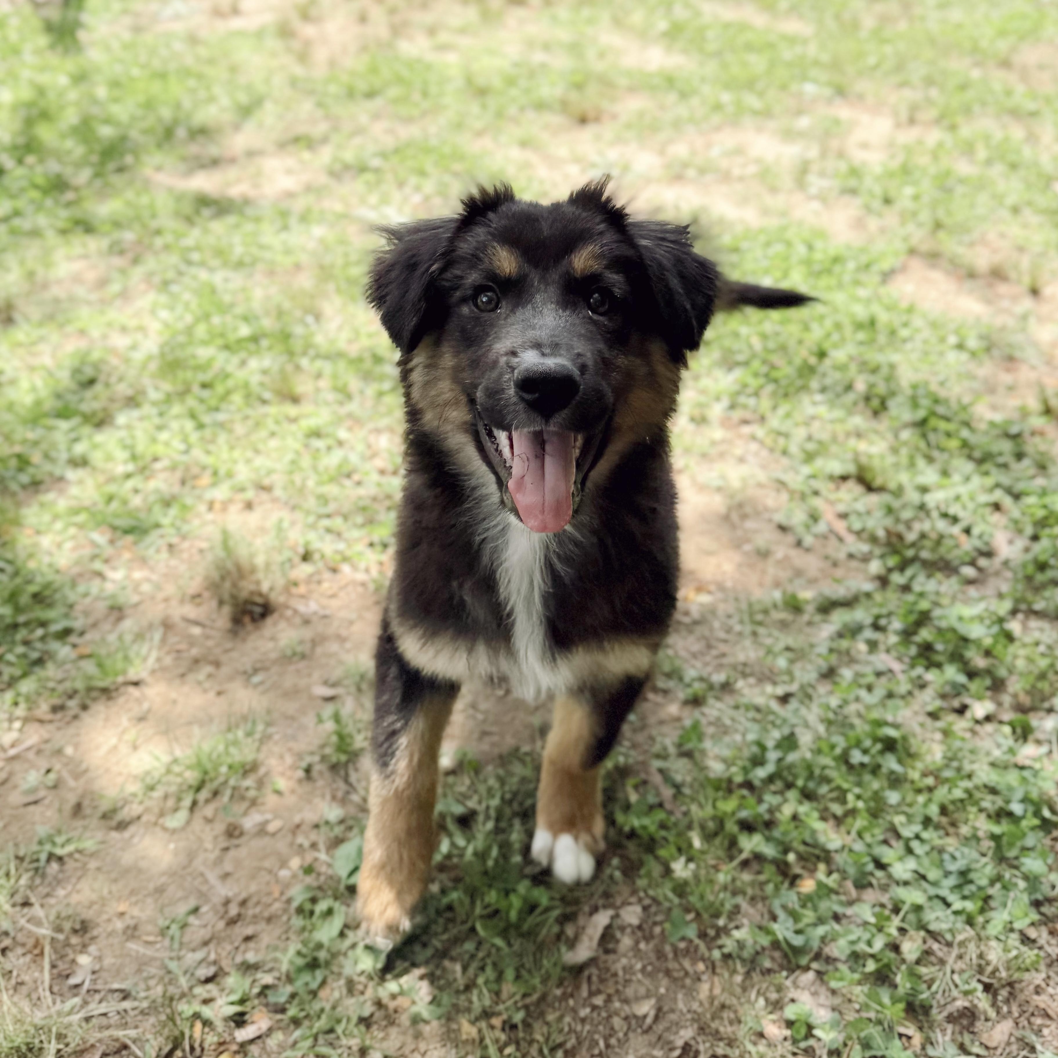 Enlarge Wookie, a Adoptable mixed breed in West Greenwich, RI image 2/5