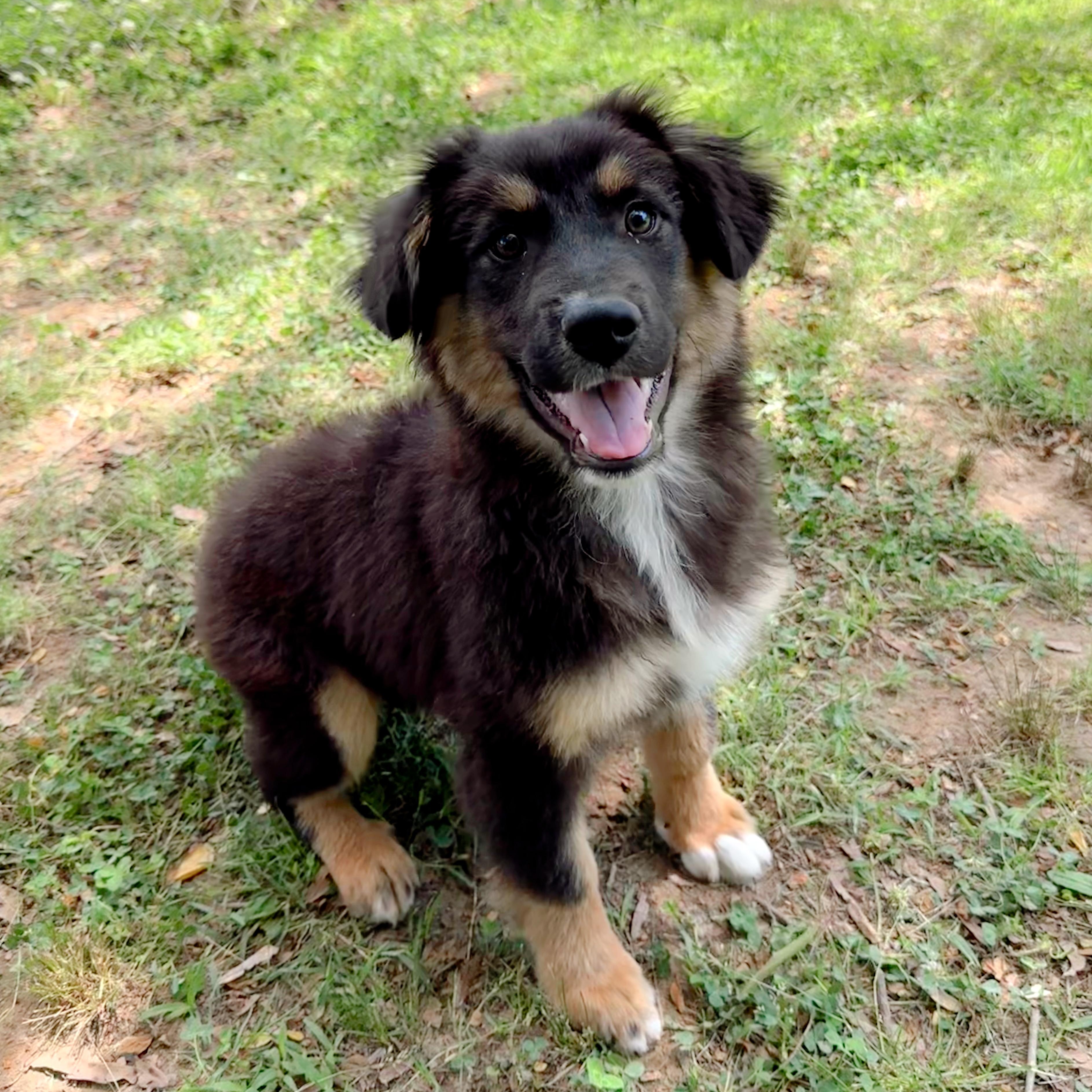 Enlarge Wookie, a Adoptable mixed breed in West Greenwich, RI image 1/5