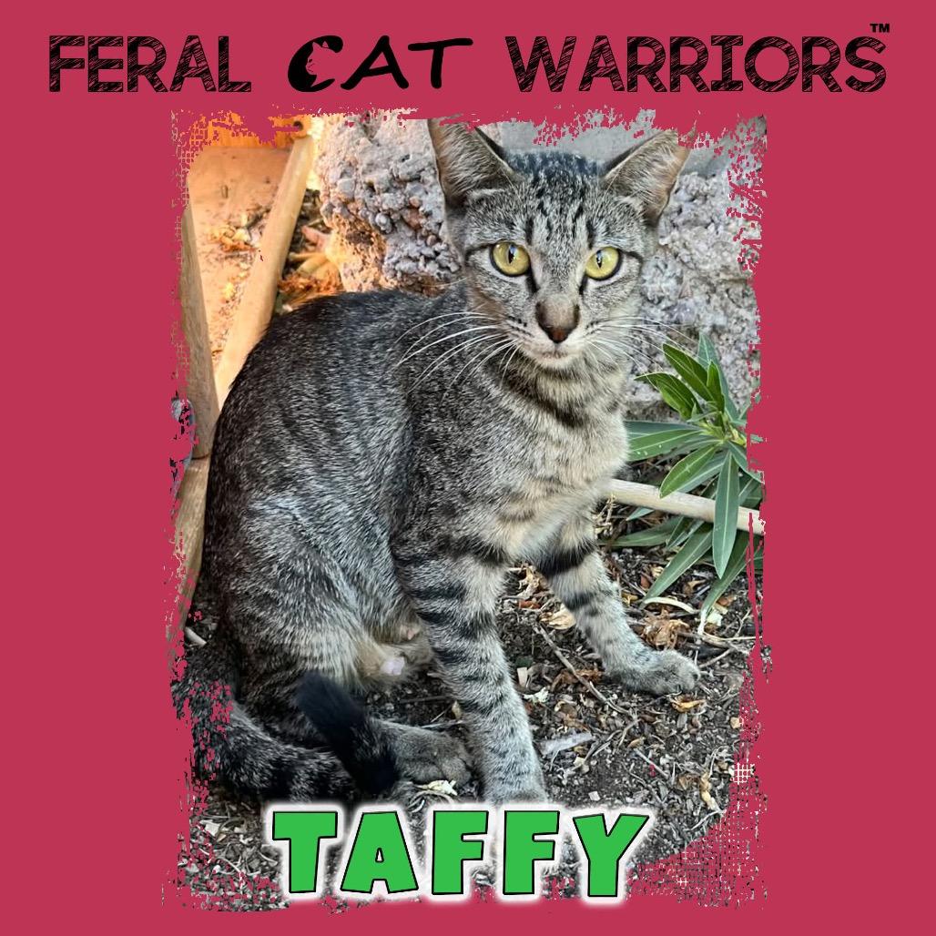 Taffy, Adoptable, Young Female Domestic Short Hair.