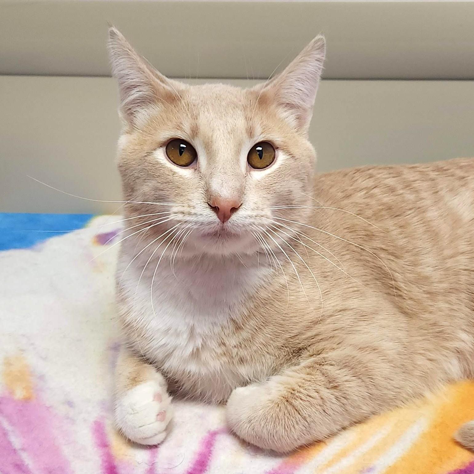 Enlarge Carrot Cake, a ADOPTABLE Domestic Short Hair in Marshfield, WI image 4/5