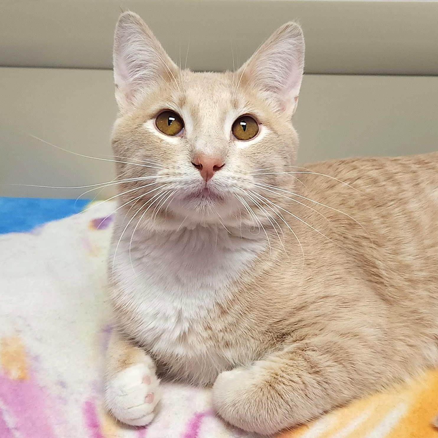 Carrot Cake, ADOPTABLE, Young Male Domestic Short Hair.