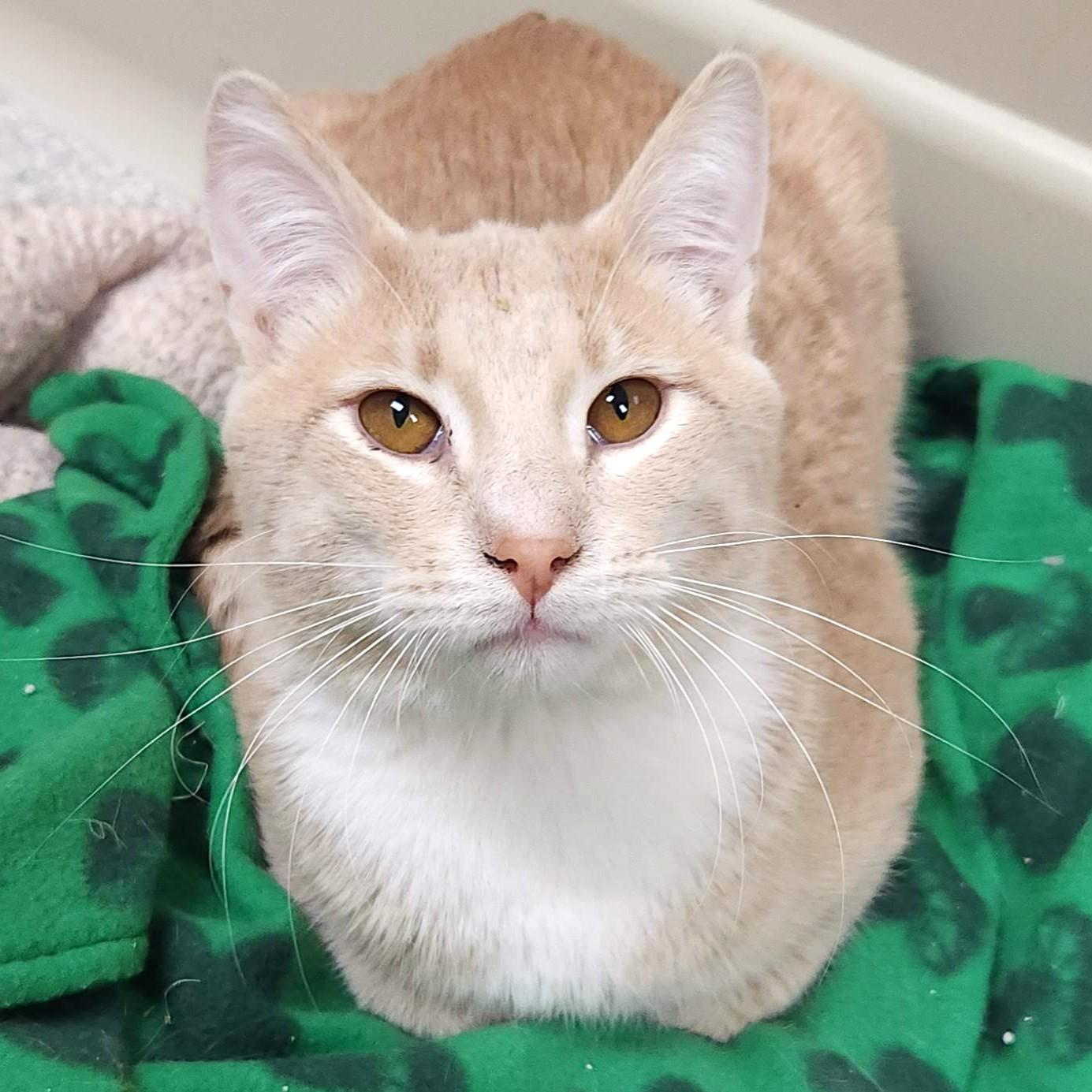 Enlarge Carrot Cake, a ADOPTABLE Domestic Short Hair in Marshfield, WI image 3/5